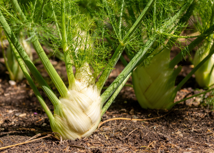 What to sow and grow in June Veg