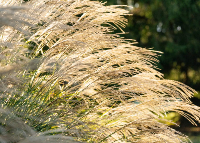 ornamental grasses