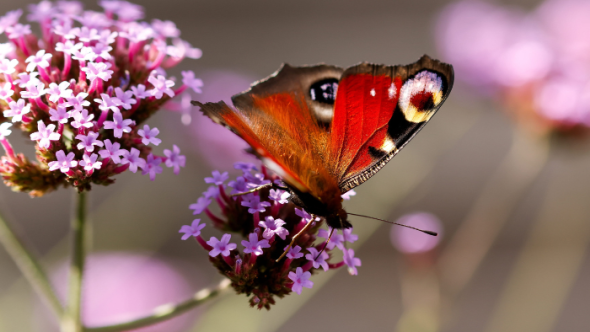 Join The Big Butterfly Count 2026