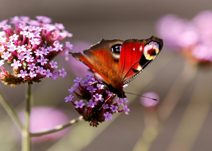 Big Butterfly Count 2026