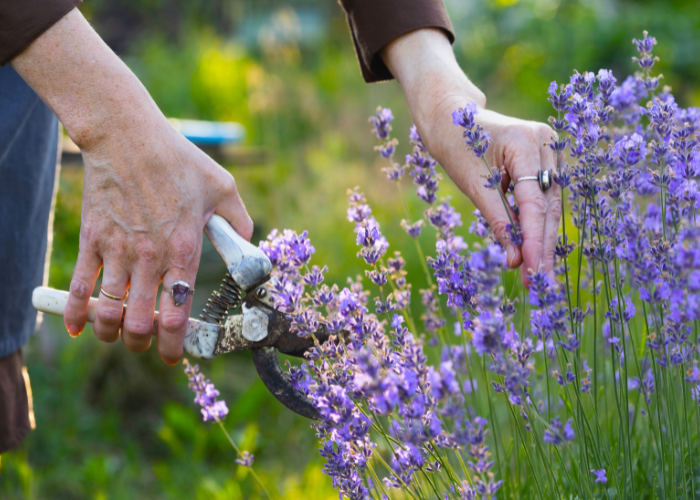drought-tolerant plants