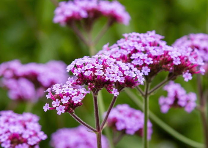perennials