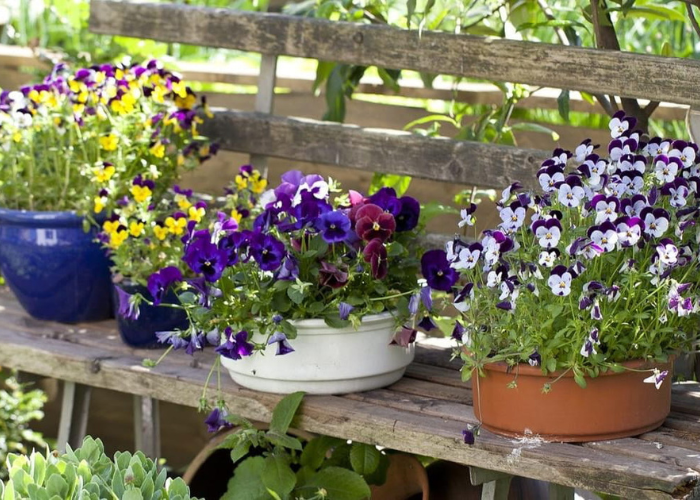 protect potted plants
