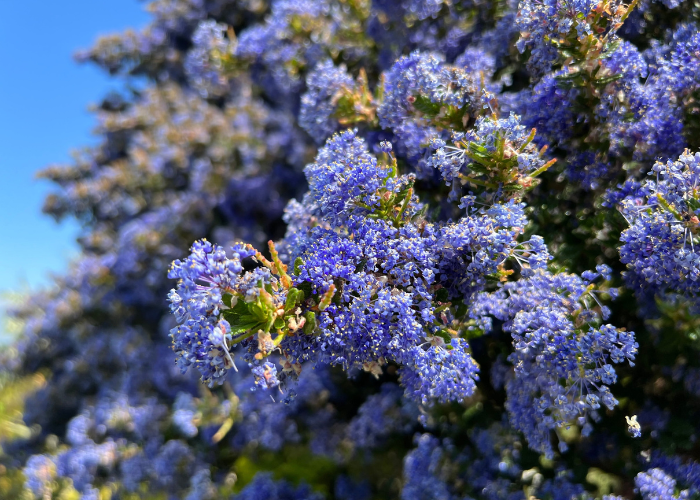 shrubs