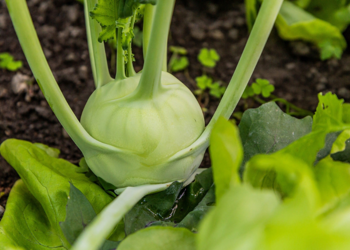 What to sow and grow in July 2026