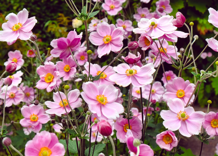 late summer colour