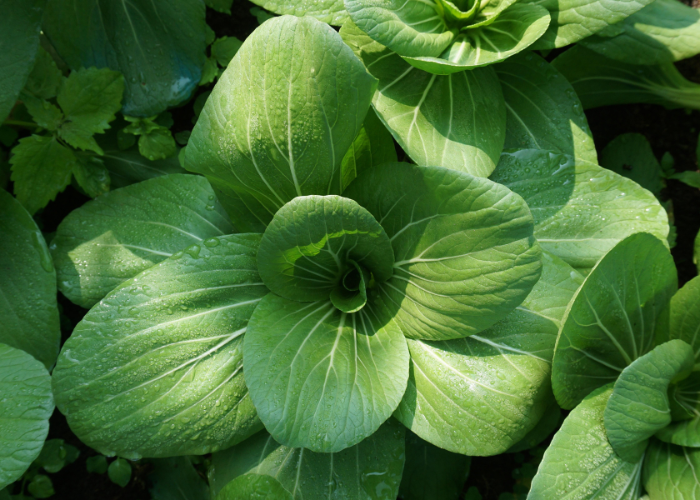 what to sow and grow in august 2026