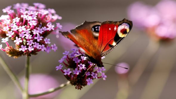 Join The Big Butterfly Count 2026