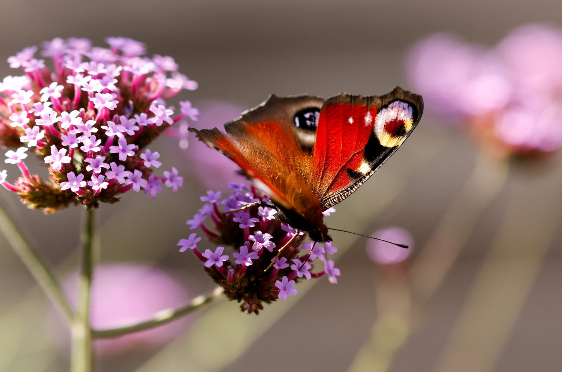 join the butterfly count 2026