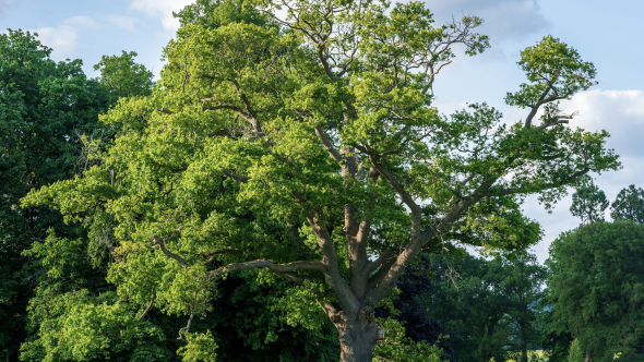 Tree of the Year 2026